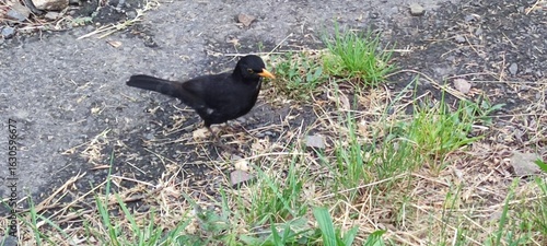 Wallpaper Mural Common Blackbird (Turdus merula) on a Rural Path in Hungary Torontodigital.ca