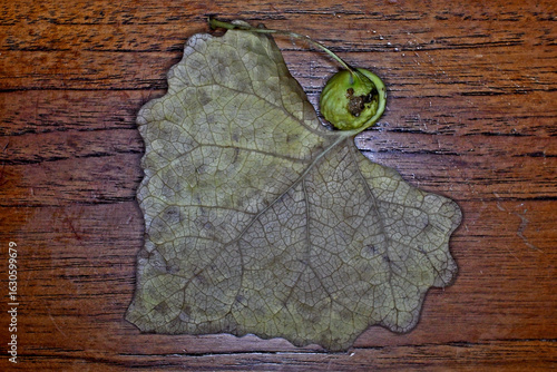 The round growth is a “Petiole Gall” produced by the cottonwood tree protecting itself from insects like aphids by surrounding them in plant cells 