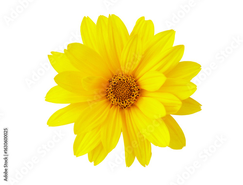 yellow daisy flower isolated on transparent background, top view