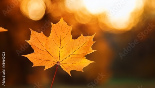 beautiful warm autumn with a yellow beautiful maple leaf close up