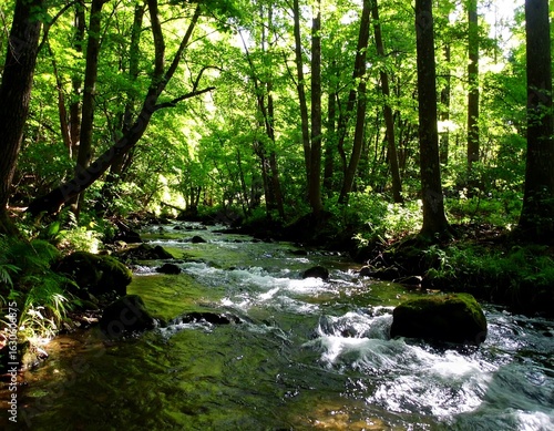 Forest stream in sunlight
