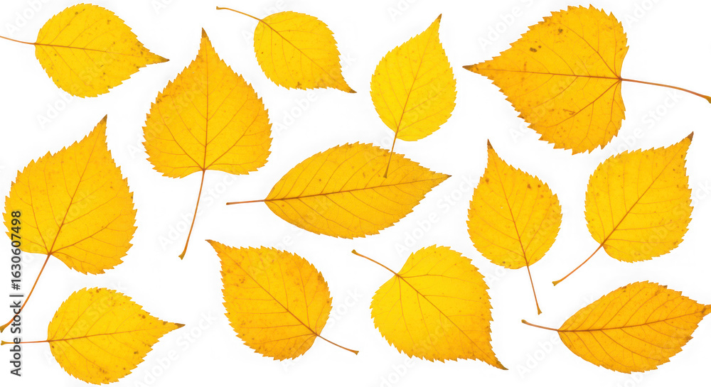 Obraz premium Collection of yellow autumn leaves isolated on transparent background
