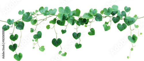 Hanging green leaves of a trailing plant isolated on a transparent background