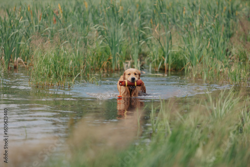 A golden retriever carries dummy from the field. Hunting dog, Training, training, upbringing. Working Golden Retriever in action