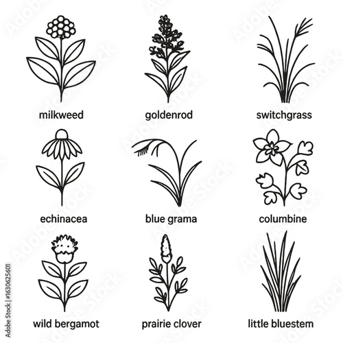 Native Plant Icons. Line style icons of native plant species: milkweed, goldenrod, switchgrass, echinacea, blue grama, columbine,
