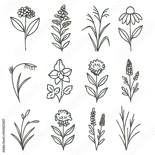 Native Plant Icons. Line style icons of native plant species: milkweed, goldenrod, switchgrass, echinacea, blue grama, columbine,