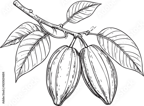 Chocolate Origins: A Vintage Engraving of the Cacao Plant