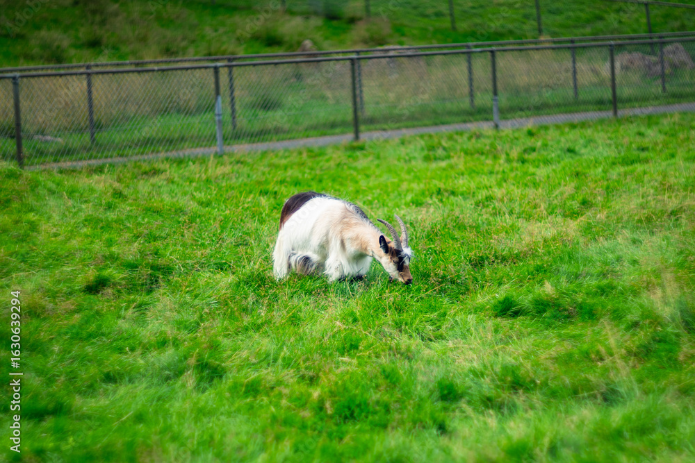 Obraz premium A single goat grazes on lush green grass in a peaceful rural pasture near a wire fence. The animal is focused on feeding, creating a calm and natural farm scene in soft daylight.