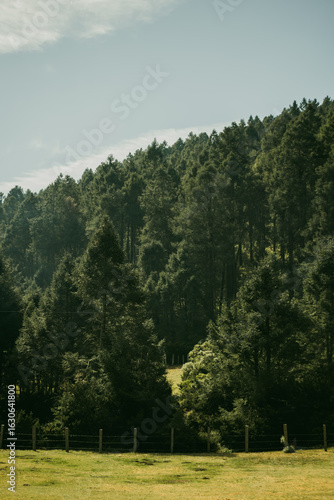 Landscape with green pines and blue sky in vertical format