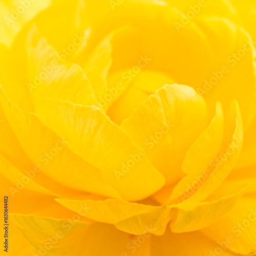 Wallpaper Mural Close-up of a vibrant yellow flower (1) Torontodigital.ca