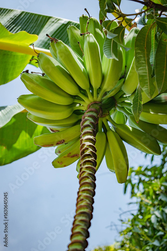 Close-up of green bananas growing on a banana tree