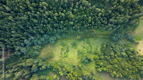 Fototapeta Naklejka Na Ścianę i Meble -  Aerial view of forest edge meeting a grassy clearing, forming a natural border with textured vegetation