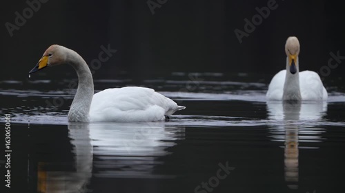 a pair of whooper swans in a forest lake