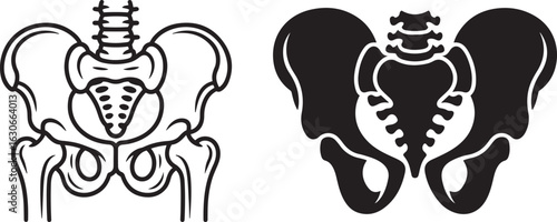 Vector illustration of human pelvis bone in line and silhouette style