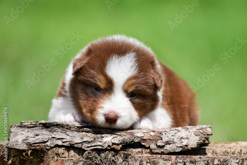 Red tricolor Australian shepherd puppy lying on a tree stump in a spring garden