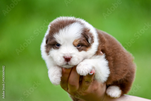 Australian Shepherd puppy red tricolour color in spring garden in the arms of a person