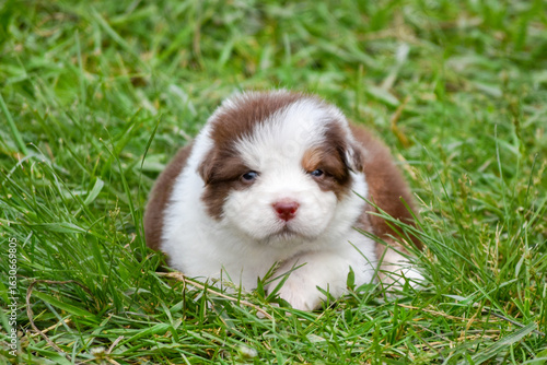 Red tricolor australian shepherd puppy lying in green grass in spring garden