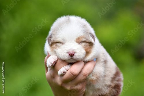 Australian Shepherd puppy red merle color in spring garden in the arms of a person