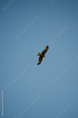 The black kite