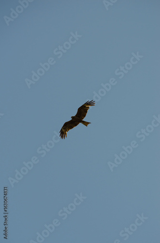 The black kite