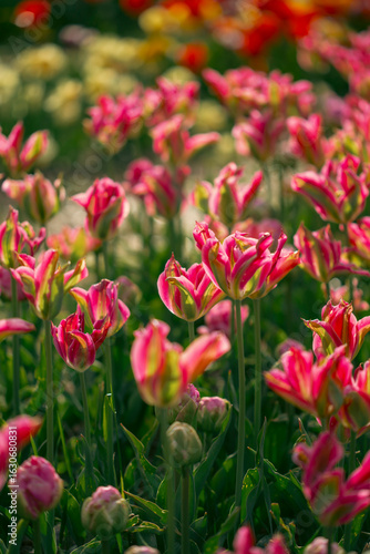 Beautiful exotic pink tulip flowers on a colourful flower bed garden