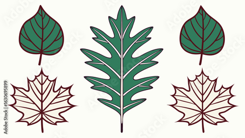 Stylized Autumn Leaf Collection:  Green Oak, Maple, and Poplar Leaves;  Vector Illustration, Nature Design Elements.