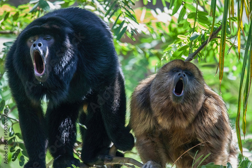 Wallpaper Mural Howler Monkeys Roaring in Forest Canopy Torontodigital.ca
