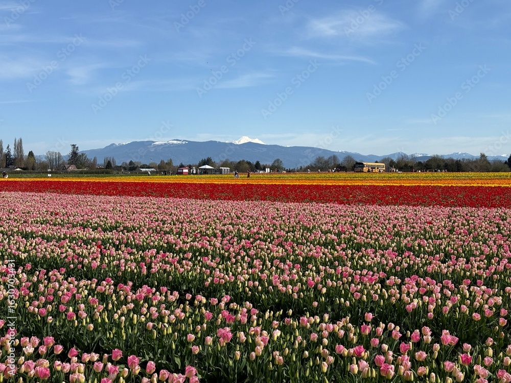 field of tulips