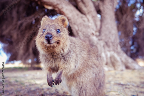Smiling quokka close-up portrait