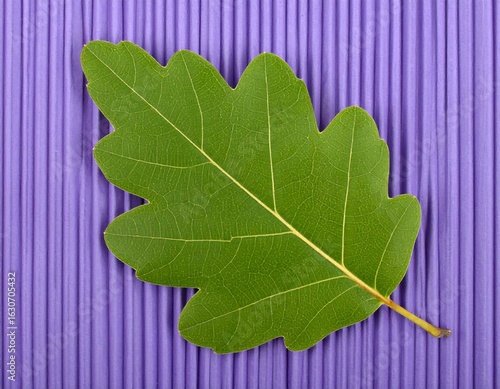 Green leaf on purple background