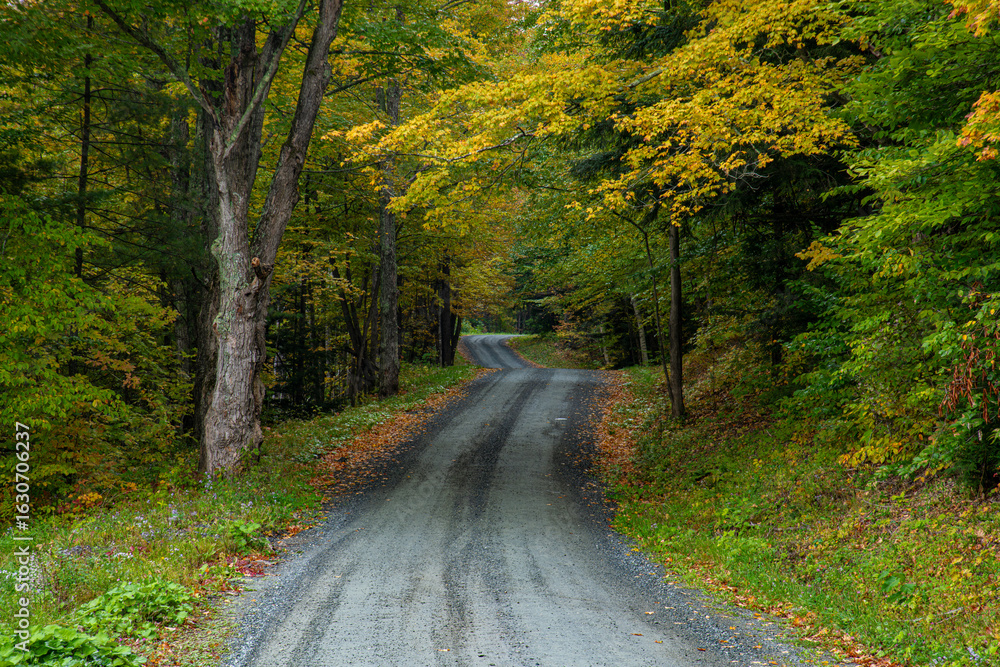Fototapeta premium A backroad in Vermont leads into the colorful fall forest