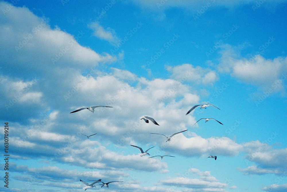 Fototapeta premium Seagulls soaring across a bright sky with scattered clouds.