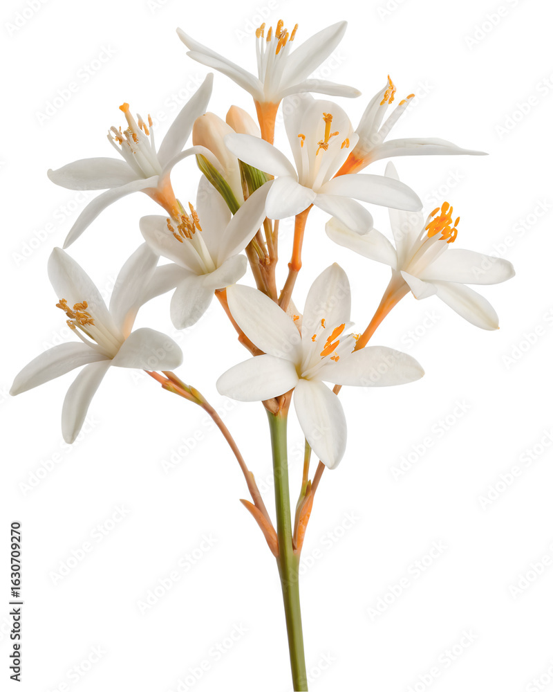 Obraz premium Delicate white neroli flowers with orange stems on transparent background