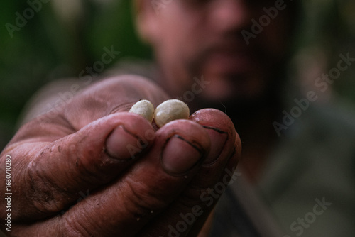 Male farmer harvesting on his coffee plantation