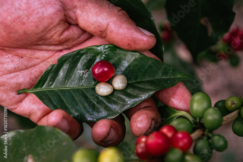 Male farmer harvesting on his coffee plantation