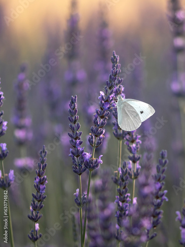 fioletowa lawenda pole z owadami motyl pszczola
