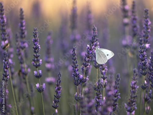 fioletowa lawenda pole z owadami motyl pszczola
