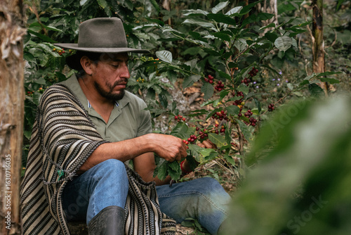 Male farmer harvesting on his coffee plantation
