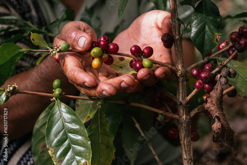 Male farmer harvesting on his coffee plantation