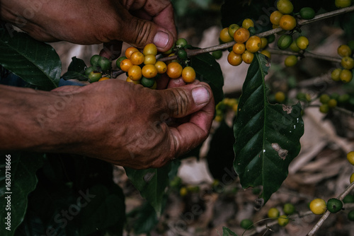 Male farmer harvesting on his coffee plantation