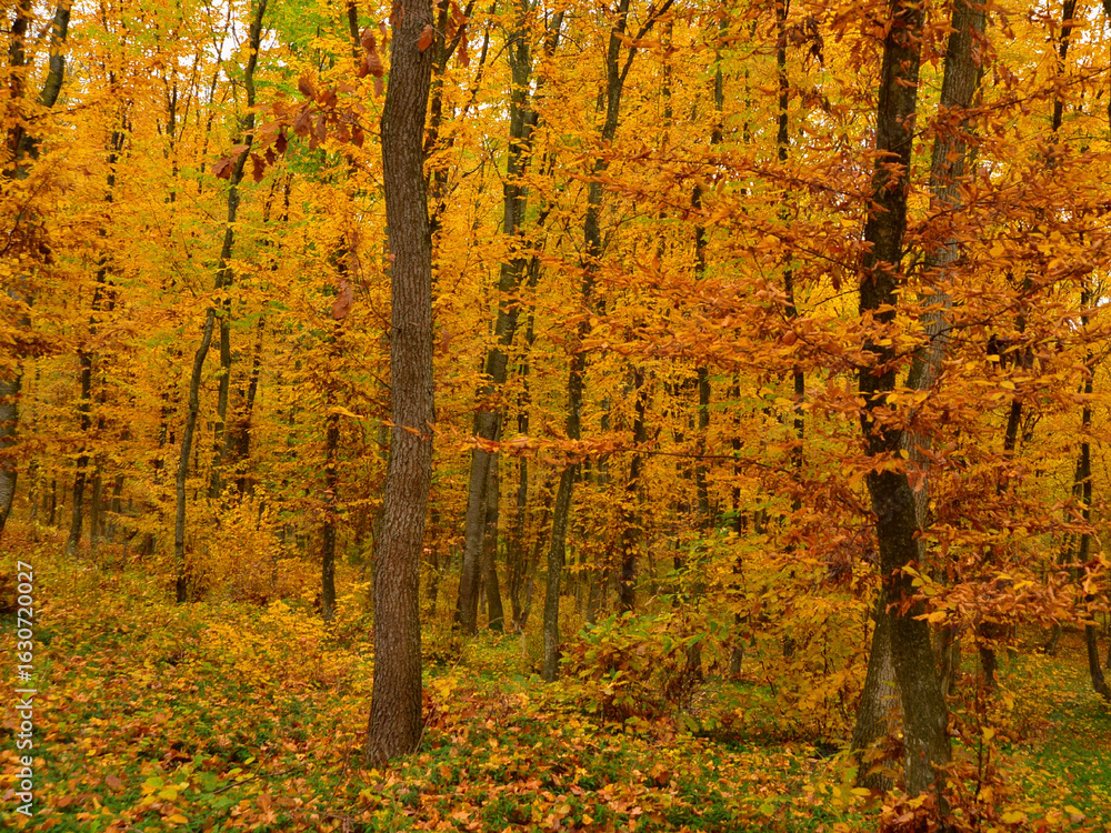 Fototapeta premium Beech forest in ochre colours in the heart of brown bear territory