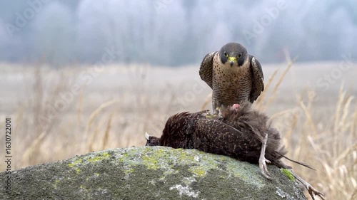 Peregrine falcon sitting on its prey, protecting it with its wings and shaking its feathers in slow motion.
