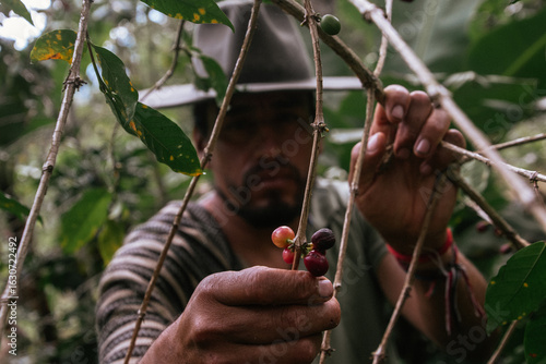 Male farmer harvesting on his coffee plantation