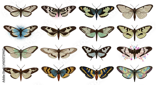 Butterfly Collection: Vintage Illustration Featuring Diverse Colorful Wing Patterns