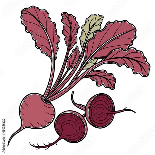 Fresh red beets illustration on a clean white background