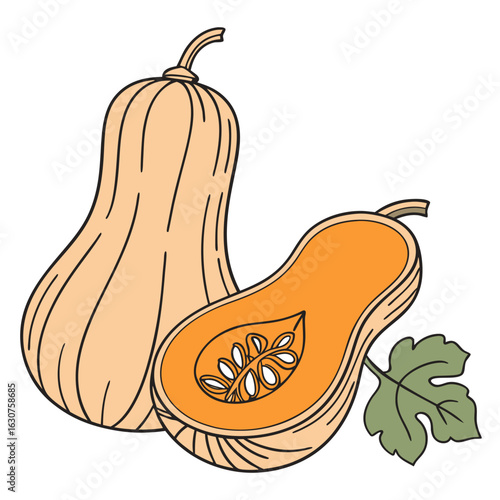 Butternut squash illustration on a clean white background