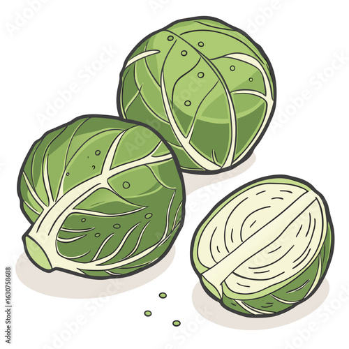 Fresh brussels sprouts illustration on a clean white background