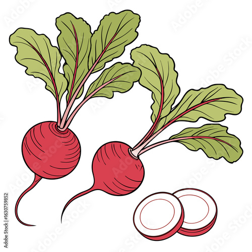 Fresh radishes illustration on a clean white background