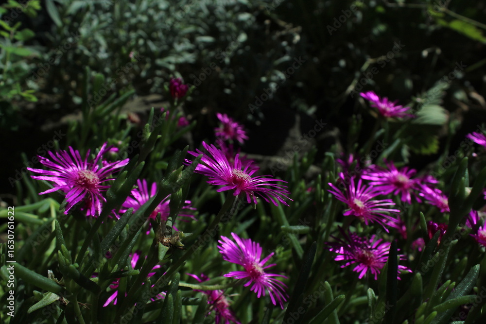 Obraz premium Hardy ice plant (Delosperma cooperi) Beautiful pink floral background 
