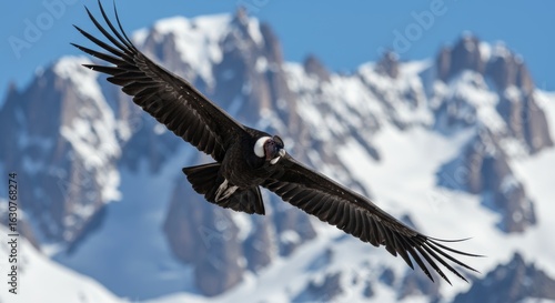 Majestic andean condor soaring through the skies against snowy mountains